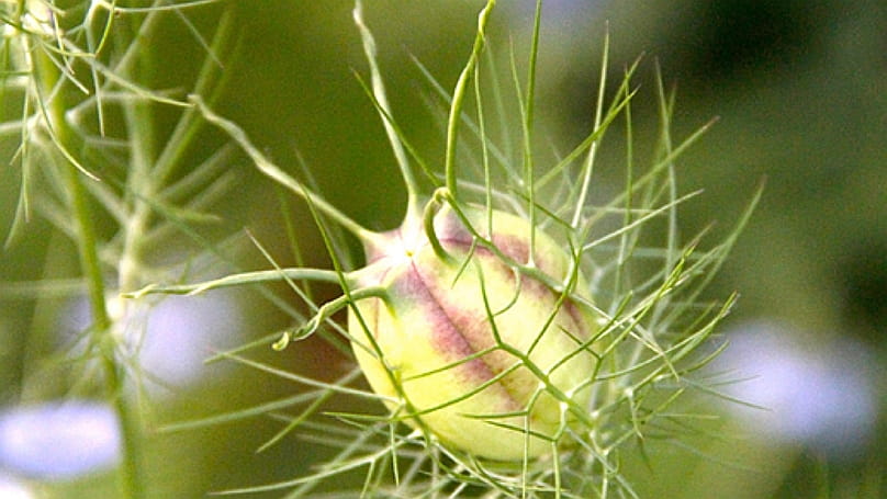 Nigella-Samenkapsel im Garten